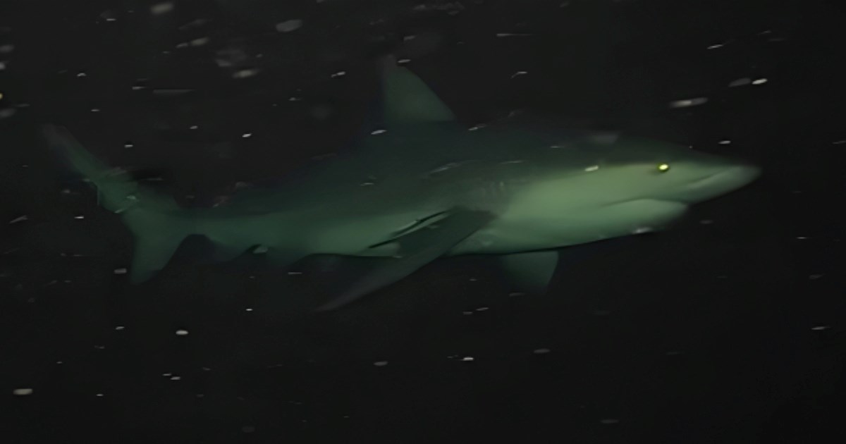 Spustio kameru s kruzera u ocean usred noći pa snimio viralni video