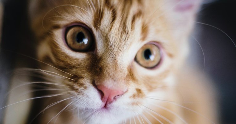 Izumitelji nove aplikacije tvrde da ona može prevesti što vaša mačka govori kad prede