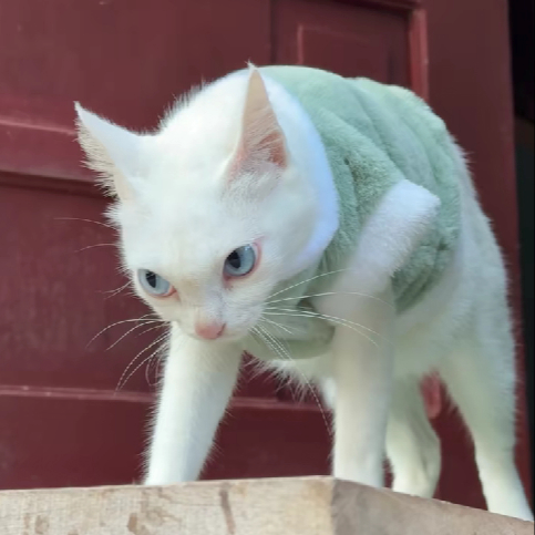 Nezadovoljna mačka osvojila internet, uspoređuju je s likovima iz crtića