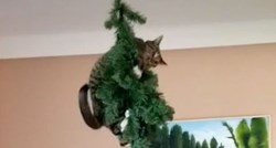 Mačke koje uništavaju božićna drvca i rade totalni nered hit su na internetu