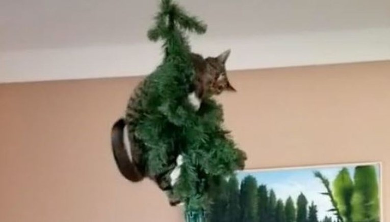 Mačke koje uništavaju božićna drvca i rade totalni nered hit su na internetu