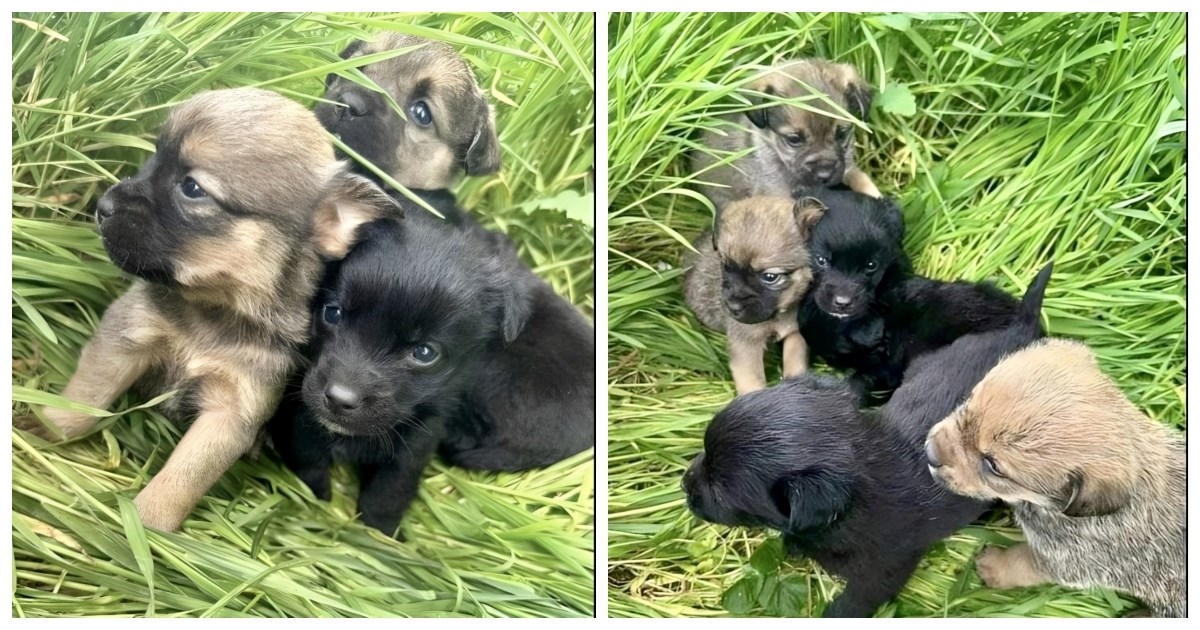 Ovi preslatki bebači hitno traže privremeni smještaj. Možete li im pomoći?