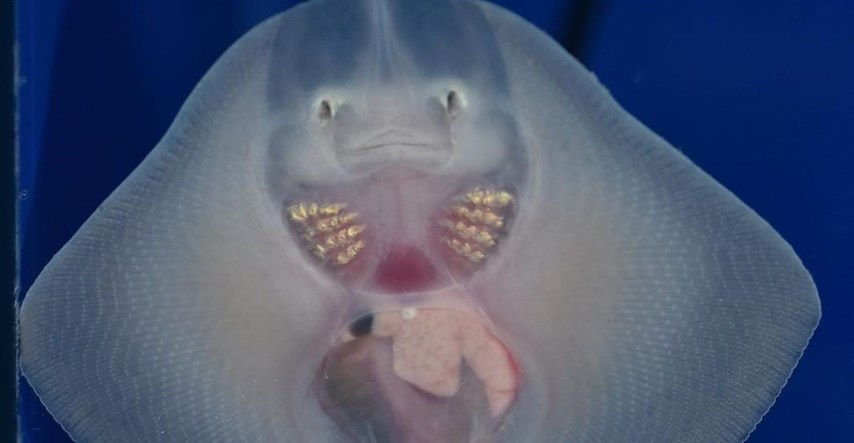 VIDEO Raža Srećko neodoljivog osmijeha napunila je četiri mjeseca u pulskom akvariju
