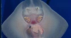 VIDEO Raža Srećko neodoljivog osmijeha napunila je četiri mjeseca u pulskom akvariju