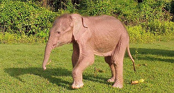 U Mjanmaru rođen rijedak bijeli slon. Ima velike uši i oči poput bisera