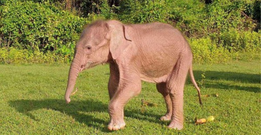 U Mjanmaru rođen rijedak bijeli slon. Ima velike uši i oči poput bisera