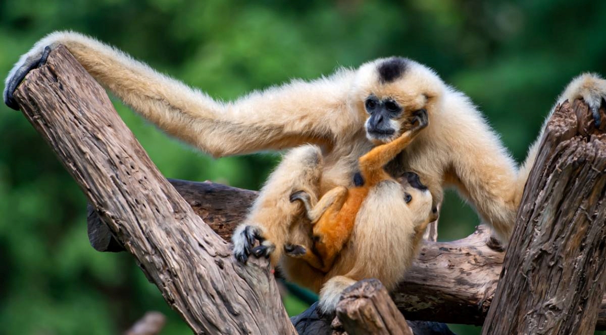 Ženka gibona bila sama u kavezu, zatrudnjela je. Japanski ZOO: Riješili smo misterij