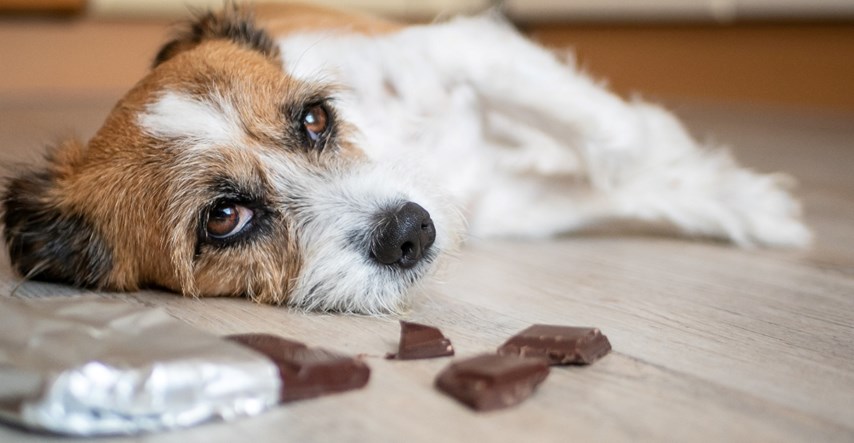 Svi znamo da psi ne smiju jesti čokoladu. No, što im se od toga može dogoditi?