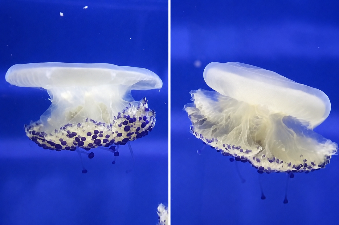 Neobične meduze poznate kao "jaje na oko" stigle u pulski Aquarium