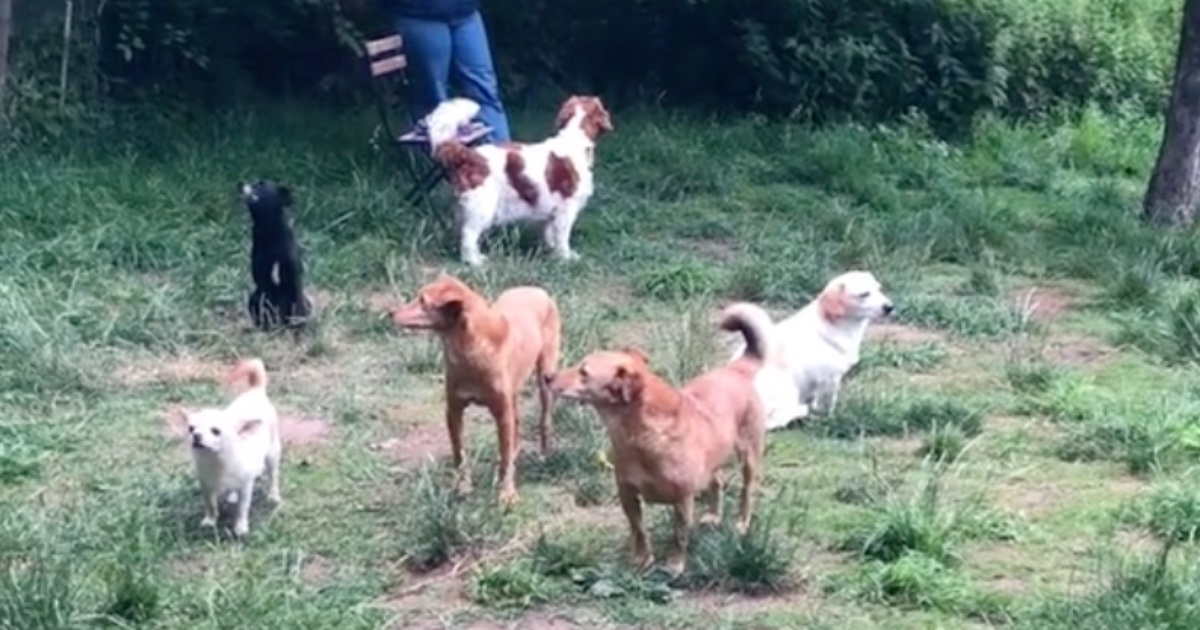Vlasnica odvela psa na druženje introvertiranih pasa, prizor je zbilja čudan