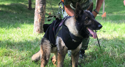 Potražni pas Proteo uginuo tijekom spašavanja u Turskoj: "Ispunio si svoju misiju"