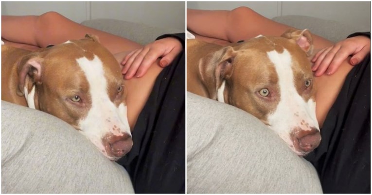 Pas prvi put osjetio udarce bebe u trbuhu, njegova reakcija je sve
