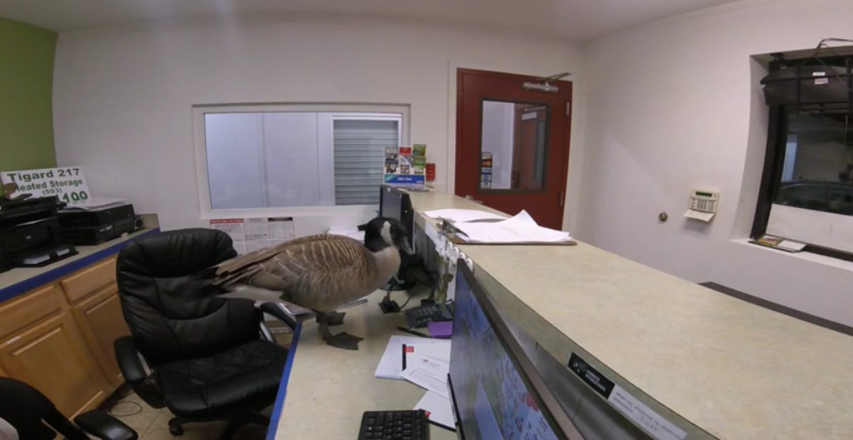 Udomio je gusku i uspio ju dresirati, pogledajte koji je trik naučila