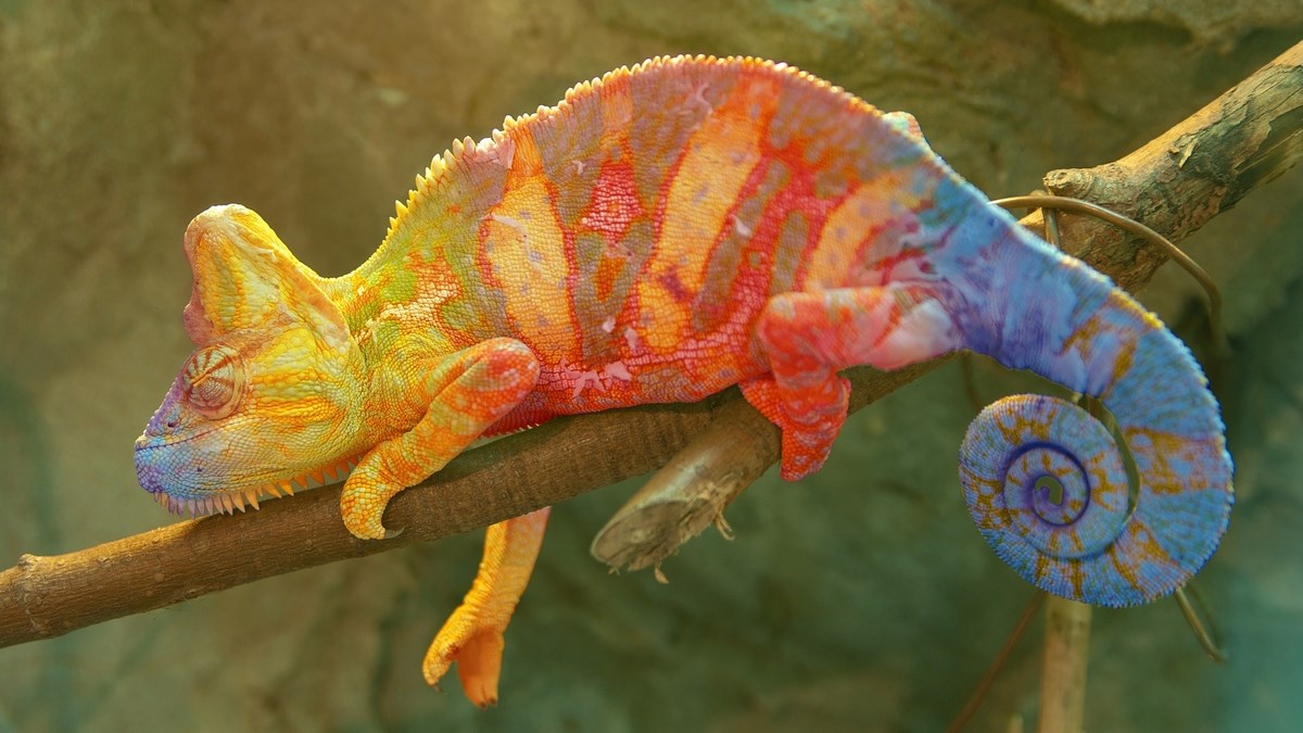 Kameleoni su vrlo dobrog temperamenta, ali postoji jedan problem