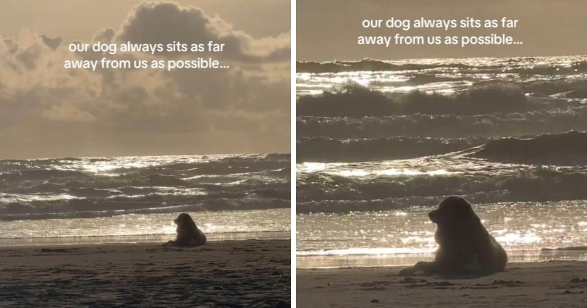Dok je obitelj uživala na plaži njihova retriverica odlučila ih je ignorirati