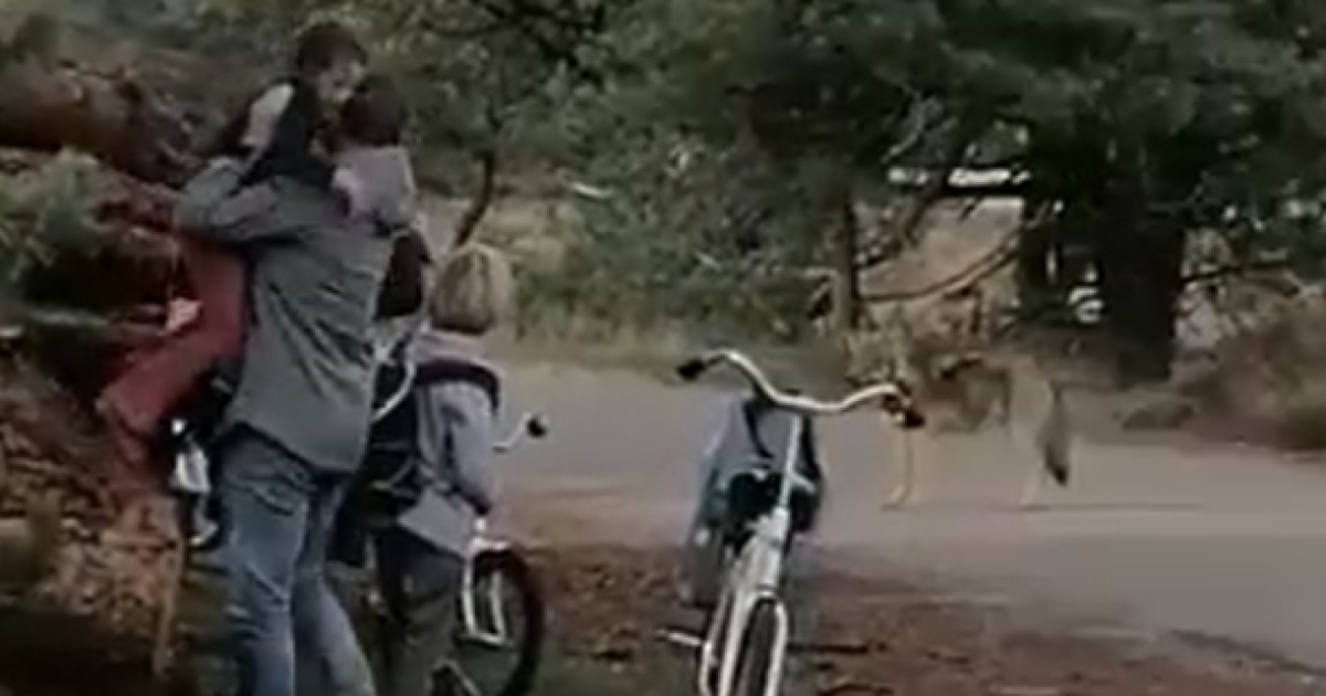 VIDEO Mladi vuk se približava ljudima u Nizozemskoj. Gađat će ga paintball lopticama