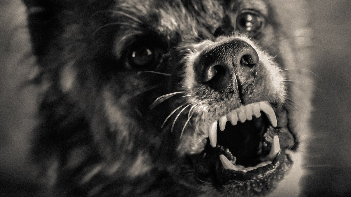 Saznajte sve o agresiji pasa na zanimljivom predavanju u Zagrebu