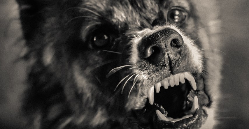 Saznajte sve o agresiji pasa na zanimljivom predavanju u Zagrebu