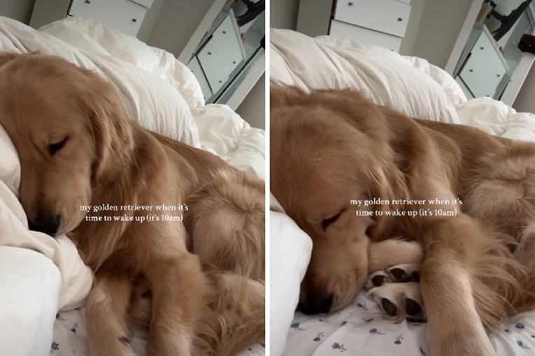 Zlatni retriver odbija ustati u 10 ujutro. Video je presladak