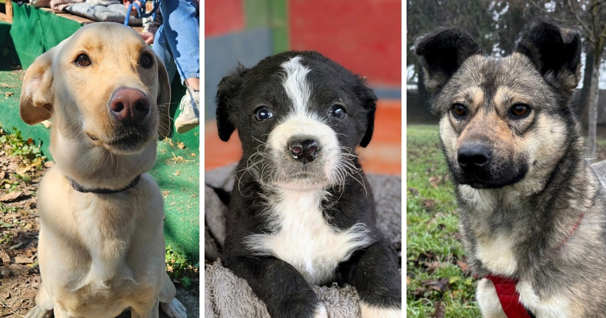 Tražite ljubimca? Dajte šansu jednoj od njuškica iz hrvatskih skloništa