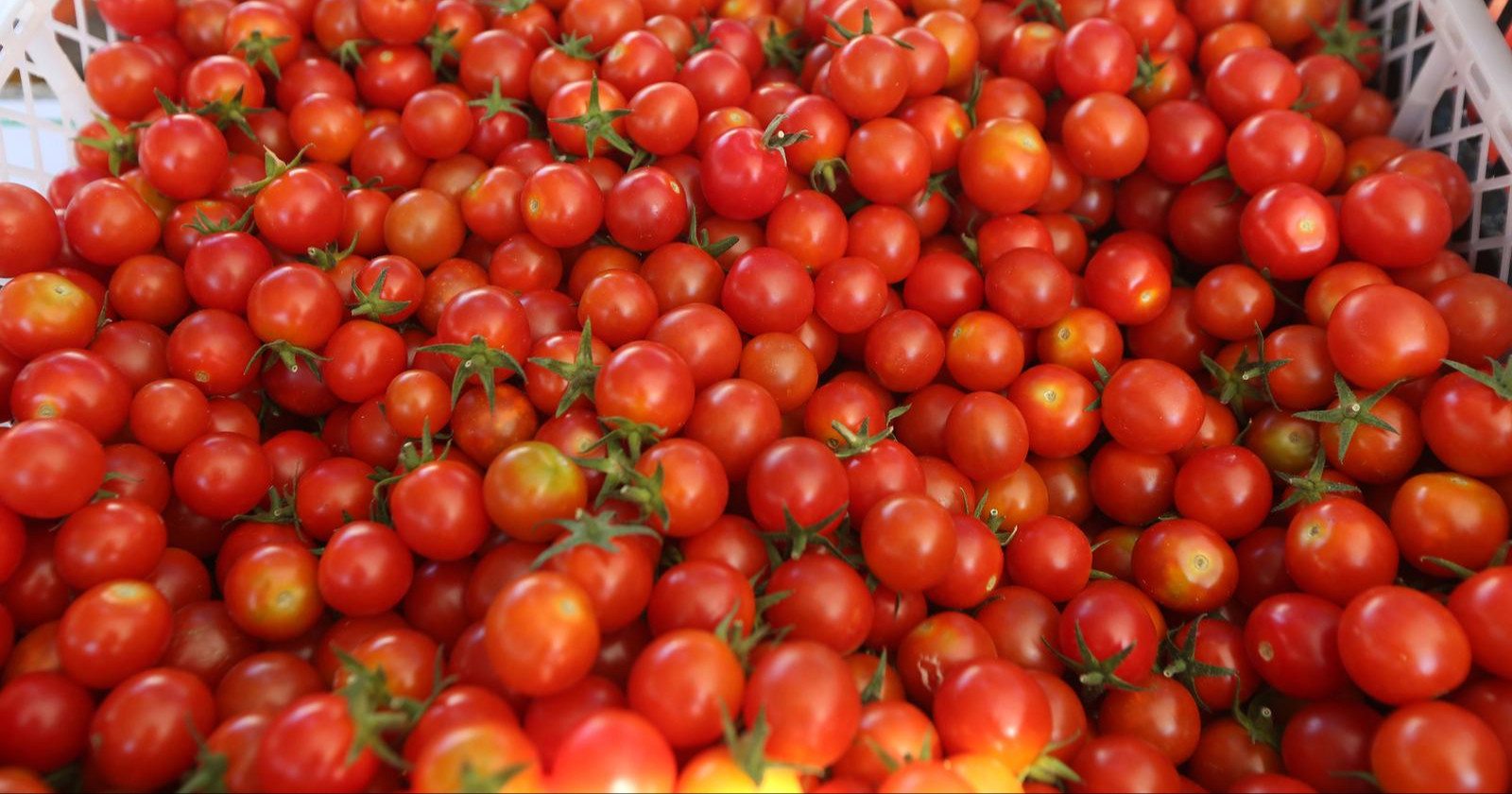 Cherry rajčice u nekim su gradovima skuplje od svinjetine