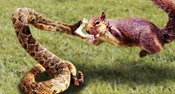 Hrabra vjeverica pobijedila u borbi s velikom zmijom