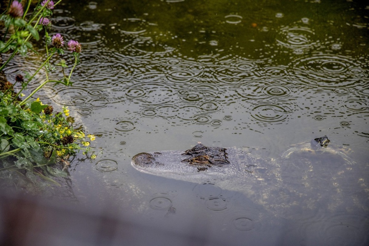 Muškarac bacio dječaka (3) u jezero s krokodilima u engleskom zoološkom vrtu