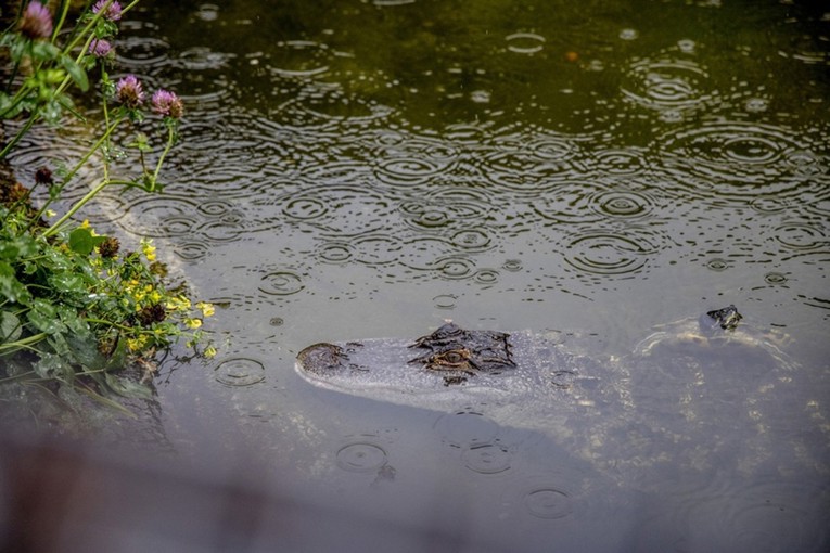 Muškarac bacio dječaka (3) u jezero s krokodilima u engleskom zoološkom vrtu