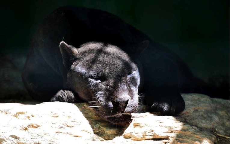 Crna pantera izazvala izvanredno stanje u Bugarskoj