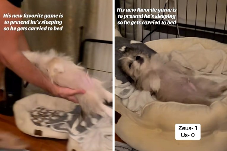 Pas Zeus glumi da spava kako bi ga vlasnik nosio u krevet. Video je presladak