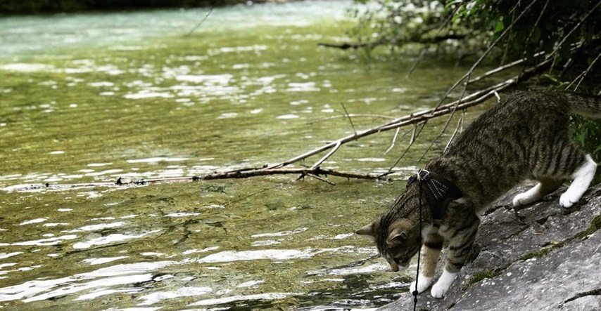 Mislili ste da sve mačke mrze vodu? Hrabri Kodiak će vam dokazati da ste u krivu