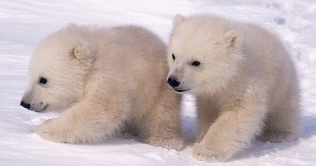 VIDEO Prvi nespretni koraci polarnih medvjedića najslađe su što ćete vidjeti