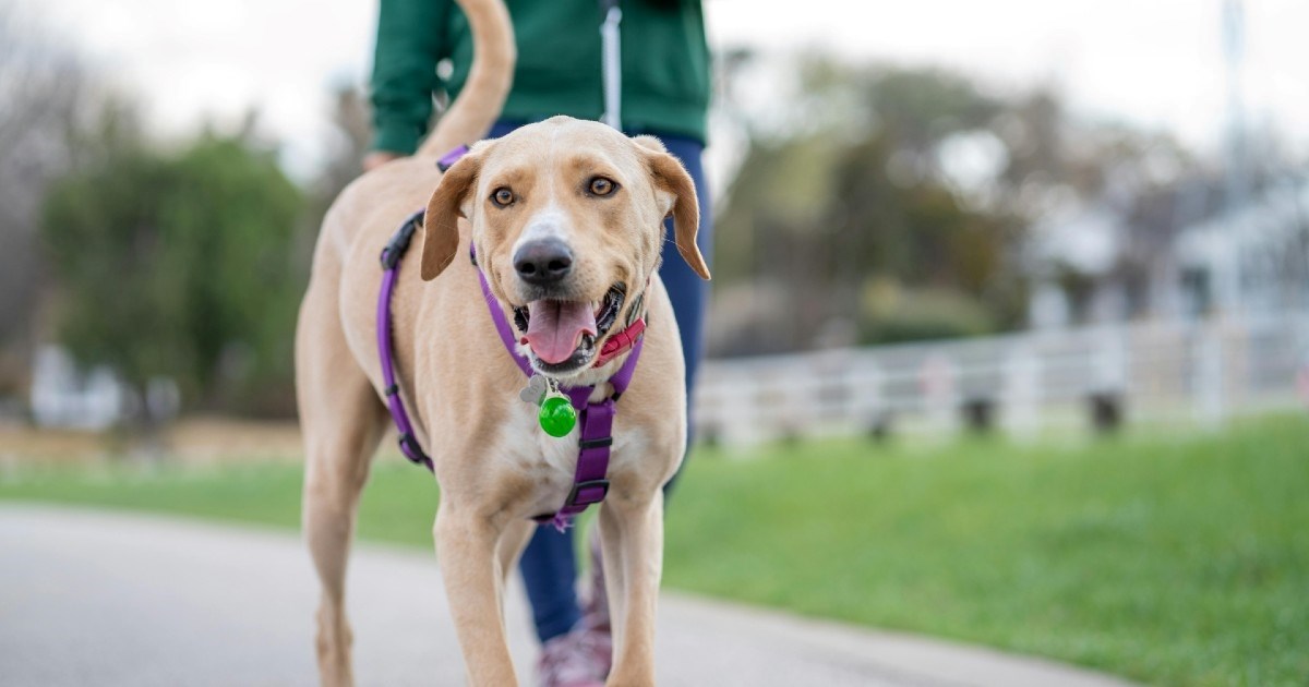 Koliko bi jutarnja šetnja trebala trajati i zašto je važna za zdravlje pasa?