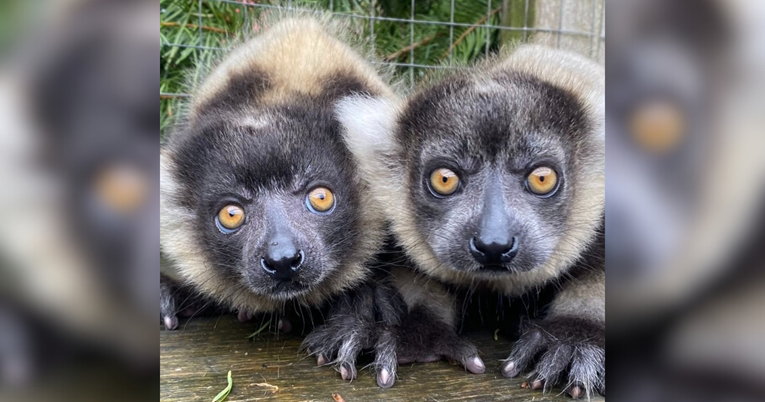 Jeste li ikada vidjeli bebe lemura? U Škotskoj su na svijet stigle Nova i Evie