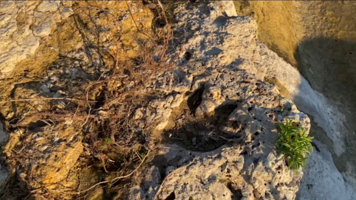 VIDEO I FOTO Poplave u Teksasu otkrile otiske dinosaura stare oko 115 milijuna godina