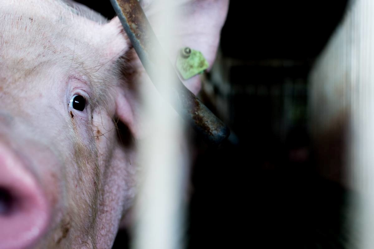 Komentar ratnog veterana ispod epizode NU2 o veganstvu natjerao mnoge da se zapitaju