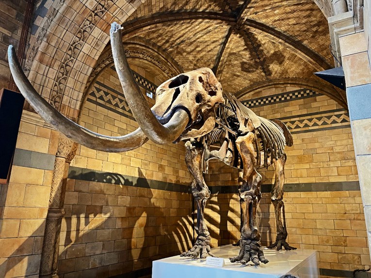 70 godina se mislilo da kosti s Aljaske pripadaju mamutu. Zapravo su kosti kitova