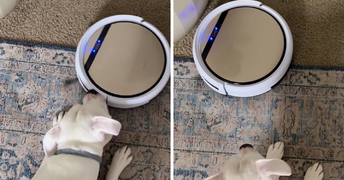 Kujica se nikako ne može odlučiti mrzi li ili obožava robotski usisavač