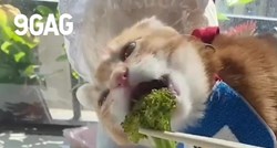 Ovoj maci je brokula draža i od mesa, pogledajte kako uživa