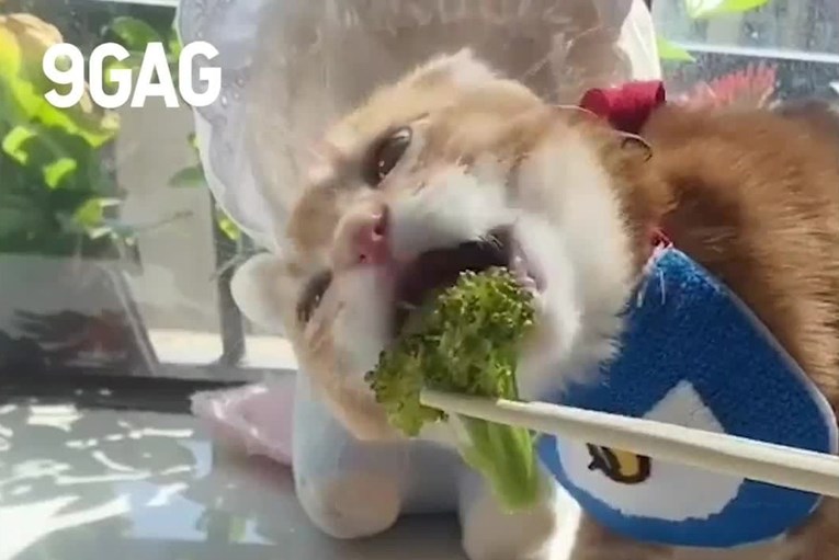 Ovoj maci je brokula draža i od mesa, pogledajte kako uživa