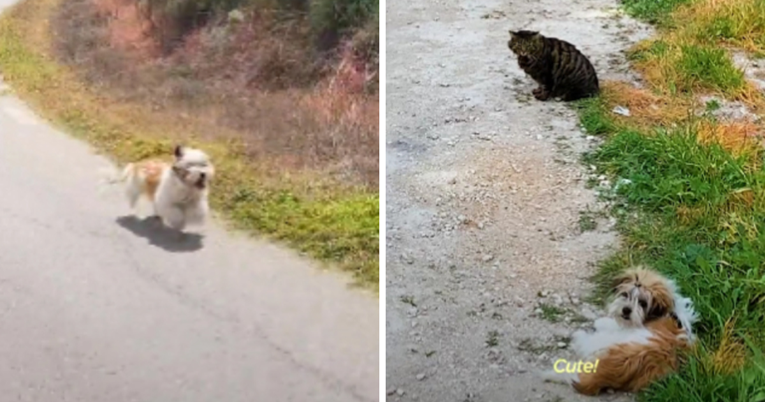 Spasili psa koji im je trčao za autom, njegova reakcija kad upozna mačke je preslatka