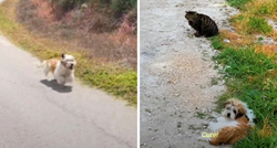 VIDEO Spasili psa koji im je trčao za autom, ovako je reagirao kad je upoznao mačke