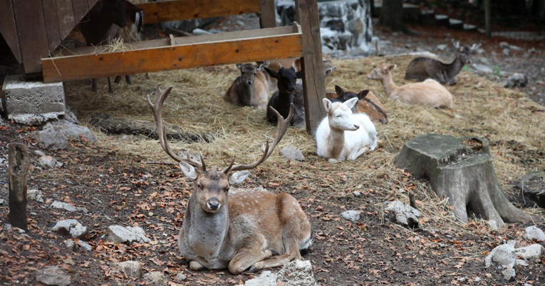 FOTO Ovi divni jeleni lopatari žive u Gorskom kotaru. U krdu imaju i albino jelena