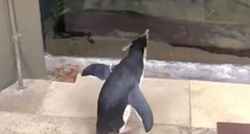 Slatki pingvin koji istražuje zatvoreni akvarij postao hit, no neke je i rastužio