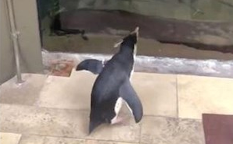 Slatki pingvin koji istražuje zatvoreni akvarij postao hit, no neke je i rastužio