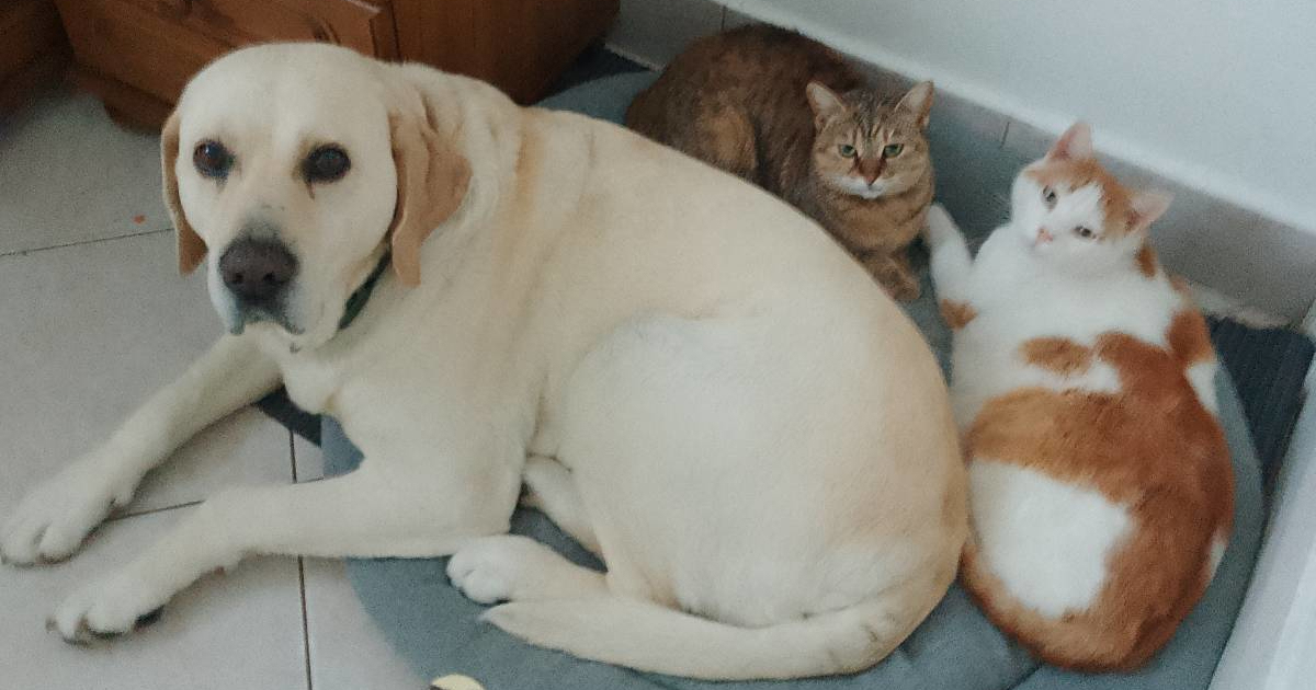 Čitateljica nam je uljepšala početak tjedna fotografijom svojih ljubimaca