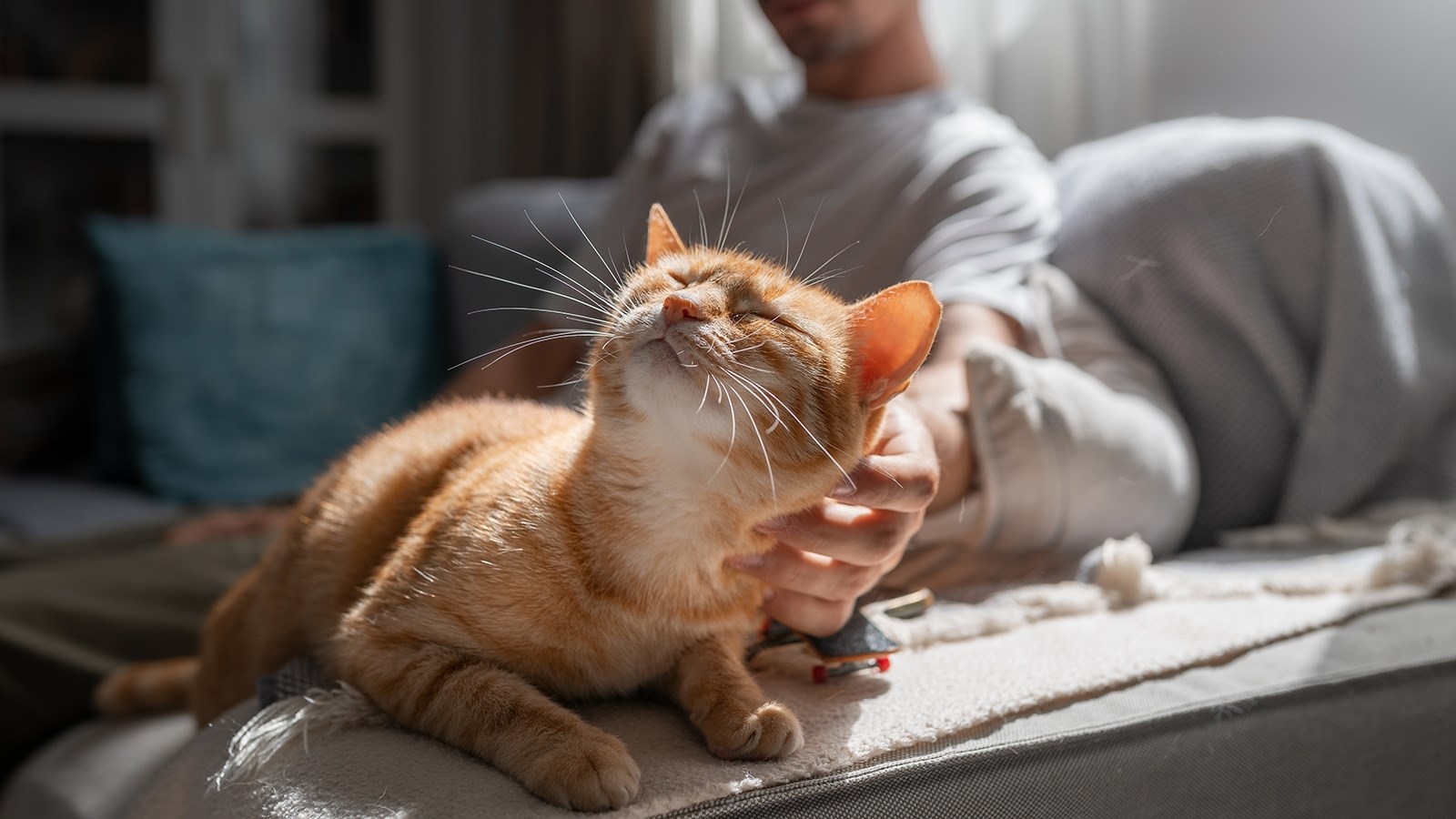 Kako psi i mačke pokazuju da nas vole? Ovo je pet neodoljivih znakova