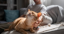 Kako psi i mačke pokazuju da nas vole? Ovo je pet neodoljivih znakova