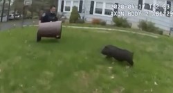 VIDEO Policija lovila odbjeglu svinju, uspjeli su je nadmudriti tek nakon 45 minuta