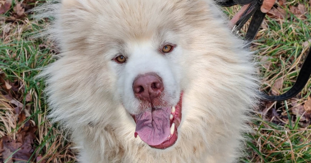 Qutjuk je jedan od najposebnijih pasa koje smo ikad vidjeli. Na&#x17E;alost, nema dom